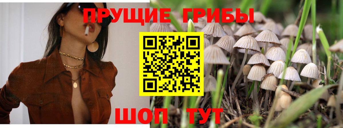 Псилоцибиновые грибы Cubensis Москва
